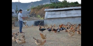 在农村开一个养鸡场需要多少钱？听老农民怎么说